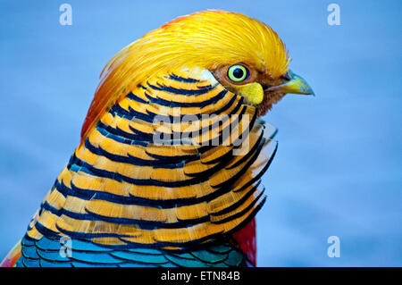 Porträt eines Vogels Goldfasan, Südafrika Stockfoto