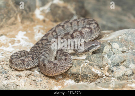 Eine wilde Oman Säge skaliert Viper (Echis Omanensis), Sharjah, Vereinigte Arabische Emirate Stockfoto