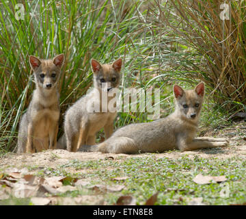 Drei indische Schakal Cubs / Goldschakal Stockfoto