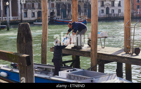 Boxen von Schalentieren, die von einem Boot auf den Rialto Markt Canal Grande Venedig Veneto Italien Europa entladen wird Stockfoto