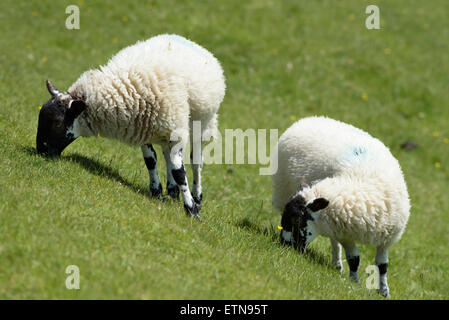 Zwei Swaledale Lämmer Weiden in der Nähe von Malham in den Yorkshire Dales National Park, England. Stockfoto