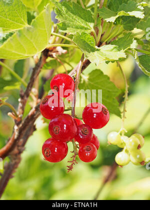 Rote Johannisbeeren an dem Busch in meinem Garten Stockfoto