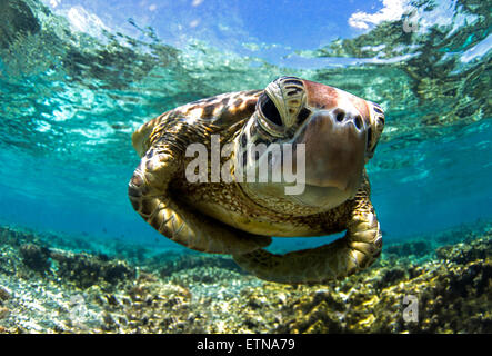 Close-up erschossen Unterwasser einer Schildkröte Schwimmen im Reef, Queensland, Australien Stockfoto