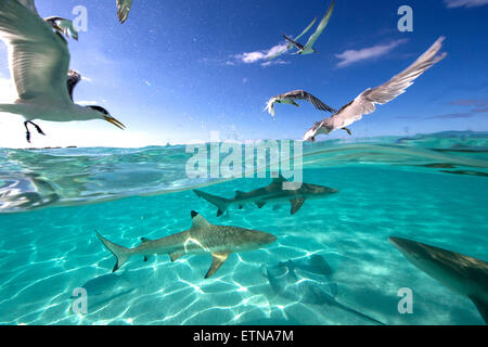 Fressattacke mit Vögel, Haifische Strahlen und schwarze Spitze, Tahiti, Französisch-Polynesien Stockfoto