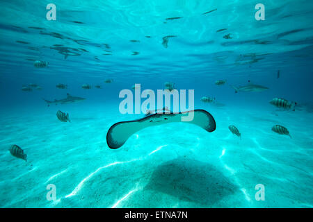 Unterwasser Foto von einem Stachelrochen, Fische und Haie in den Hintergrund, Tahiti, Französisch-Polynesien Stockfoto