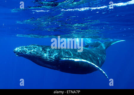 Unterwasser Foto von einem Buckelwal, Tahiti, Französisch-Polynesien Stockfoto