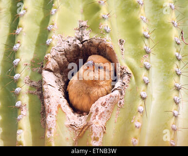 Weibliche Haus Fink sitzt in einem Saguaro Kaktus, Arizona, USA Stockfoto