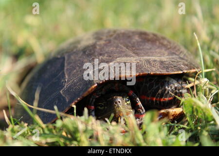 Ein schönes 5184 x 3456 Bild einer wilden Schildkröte Stockfoto