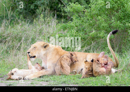 Löwenbabys (Panthera Leo) spielt mit Löwin Mutter auf die Savanne, Serengeti Nationalpark, Tansania. Stockfoto