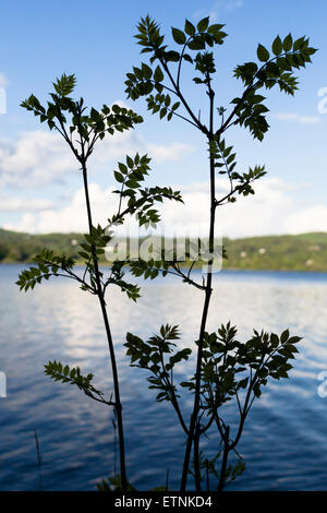 Silhouette der Asche Baum Bäumchen neben See Stockfoto
