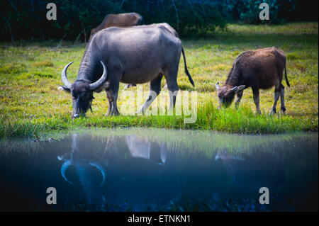 Asien-Büffel in Wiese in thailand Stockfoto