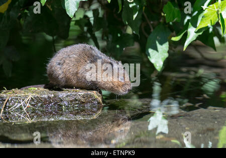 Schermaus (Arvicola Terrestris) auf einem Stein in der Mitte des Stromes Stockfoto