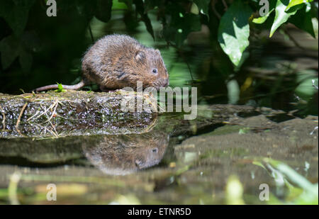 Schermaus (Arvicola Terrestris) auf einem Stein in der Mitte des Stromes Stockfoto