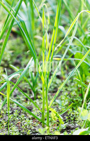 junge Triebe von Frühlingsgrün Knoblauch hautnah im Garten Stockfoto