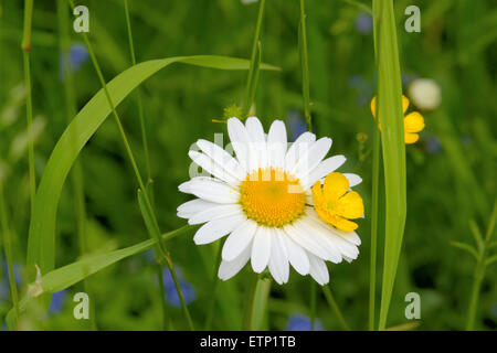 Oxeye Daisy (Leucanthemum Vulgare) Blumen in Grasgrün Stockfoto