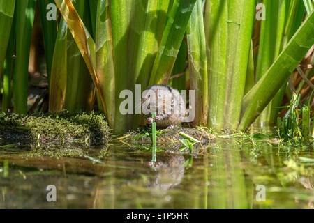 Schermaus (Arvicola Terrestris) Essen Vegetation auf einer Stream-Bank. Stockfoto