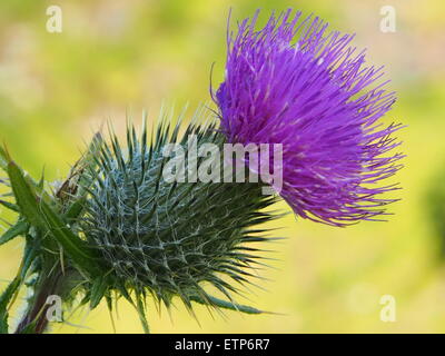 Der schottische Distel wachsen in freier Wildbahn hautnah Stockfoto