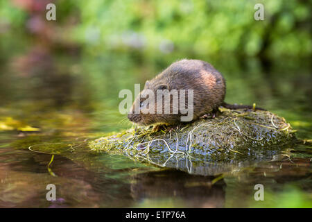 Schermaus (Arvicola Terrestris) auf einem Stein in der Mitte des Stromes Stockfoto