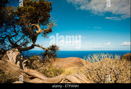 Uralter knorpeliger einheimischer Wacholderbaum (Juniperus canariensis) in La Dehesa, an der Westküste von El Hierro, Kanarische Inseln, Spanien Stockfoto