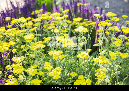 Blühende gelbe Schafgarbe im Sommergarten. Stockfoto