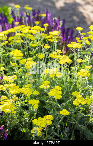 Blühende gelbe Schafgarbe im Sommergarten. Stockfoto