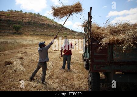 Sinjil, Westjordanland, Palästinensische Gebiete. 15. Juni 2015. Palästinensische Bauern sammeln Weizen Stiele während der jährlichen Ernte in einem Feld in der West Bank Sinjil, in der Nähe von Ramallah, auf Kredit-15. Juni 2015: Shadi Hatem/APA Bilder/ZUMA Draht/Alamy Live News Stockfoto