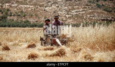 Sinjil, Westjordanland, Palästinensische Gebiete. 15. Juni 2015. Palästinensische Bauern sammeln Weizen Stiele während der jährlichen Ernte in einem Feld in der West Bank Sinjil, in der Nähe von Ramallah, auf Kredit-15. Juni 2015: Shadi Hatem/APA Bilder/ZUMA Draht/Alamy Live News Stockfoto