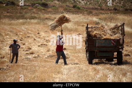 Sinjil, Westjordanland, Palästinensische Gebiete. 15. Juni 2015. Palästinensische Bauern sammeln Weizen Stiele während der jährlichen Ernte in einem Feld in der West Bank Sinjil, in der Nähe von Ramallah, auf Kredit-15. Juni 2015: Shadi Hatem/APA Bilder/ZUMA Draht/Alamy Live News Stockfoto