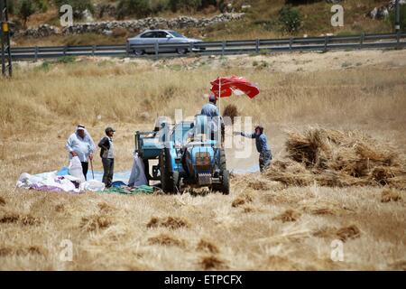 Sinjil, Westjordanland, Palästinensische Gebiete. 15. Juni 2015. Palästinensische Bauern sammeln Weizen Stiele während der jährlichen Ernte in einem Feld in der West Bank Sinjil, in der Nähe von Ramallah, auf Kredit-15. Juni 2015: Shadi Hatem/APA Bilder/ZUMA Draht/Alamy Live News Stockfoto