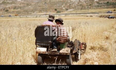 Sinjil, Westjordanland, Palästinensische Gebiete. 15. Juni 2015. Palästinensische Bauern sammeln Weizen Stiele während der jährlichen Ernte in einem Feld in der West Bank Sinjil, in der Nähe von Ramallah, auf Kredit-15. Juni 2015: Shadi Hatem/APA Bilder/ZUMA Draht/Alamy Live News Stockfoto