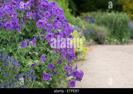 Geranium Magnificum. Lila Storchschnabel Blumen in einem Garten Grenze bei Waterperry Gärten, Oxfordshire, England Stockfoto