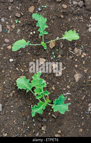 Brassica Oleracea. Junge Kale Pflanzen in einem Gemüsegarten Stockfoto