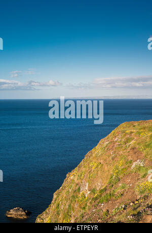 Bewachsenen Klippen im Frühjahr mit blühenden Niere Wicke, Sparsamkeit und Meer Campion in Tankardstown, County Waterford, Irland Stockfoto