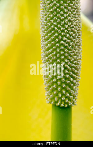 Lysichiton Americanus. Gelbe Skunk Cabbage hautnah in einem schottischen Waldgebiet im Frühjahr. Schottland Stockfoto