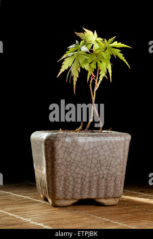 Japanische Acer Sämling Stockfoto