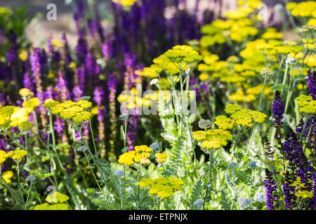 Blühende gelbe Schafgarbe im Sommergarten. Stockfoto