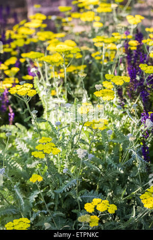 Blühende gelbe Schafgarbe im Sommergarten. Stockfoto