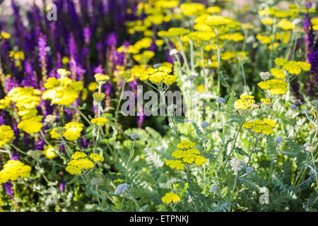 Blühende gelbe Schafgarbe im Sommergarten. Stockfoto