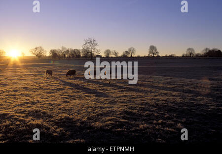 BEL, Belgien, Eastbelgium, am frühen Morgen in der Nähe von Astenet.  BEL, Belgien, Ostbelgien, Frueher Morgen Bei Astenet. Stockfoto