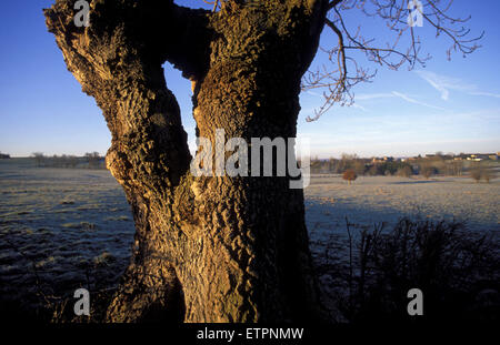 BEL, Belgien, Eastbelgium, Baum und Felder in der Nähe von Astenet.  BEL, Belgien, Ostbelgien, Baum Und Felder Bei Astenet. Stockfoto