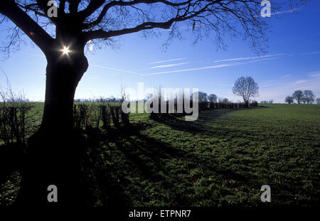 BEL, Belgien, Eastbelgium, Baum und Felder in der Nähe von Walhorn.  BEL, Belgien, Ostbelgien, Baum Und Felder Bei Walhorn. Stockfoto