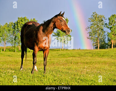 Im Feld mit Rainbow Bucht Quarter Horse stehen im Hintergrund Stockfoto