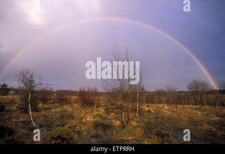 BEL, Belgien, Eastbelgium, Hautes Fagnes, Hohes Venn, Regenbogen.  BEL, Regenbogen, Hohes Venn, Belgien, Ostbelgien. Stockfoto