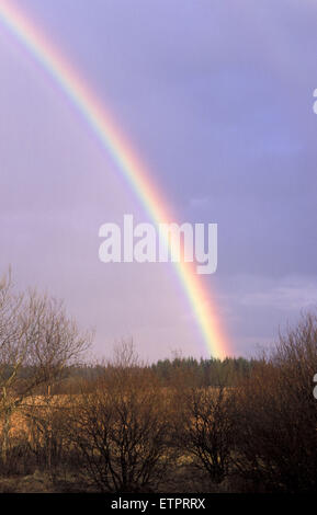 BEL, Belgien, Eastbelgium, Hautes Fagnes, Hohes Venn, Regenbogen.  BEL, Regenbogen, Hohes Venn, Belgien, Ostbelgien. Stockfoto