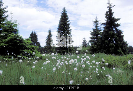 BEL, Belgien, Eastbelgium, Hautes Fagnes, Hohes Venn, Wollgras und Fichten.  BEL, Baumwollg, Hohes Venn, Belgien, Ostbelgien Stockfoto