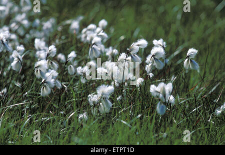 BEL, Belgien, Eastbelgium, Hautes Fagnes, Hohes Venn, Wollgras.  BEL, Baumwollgras, Hohes Venn, Belgien, Ostbelgien. Stockfoto