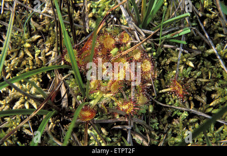 BEL, Belgien, Eastbelgium, Hautes Fagnes, Hohes Venn, Runde Leaved Sonnentau (Drosera Rotundifolia lat.).  BEL, Belgien, Ostbelgien Stockfoto