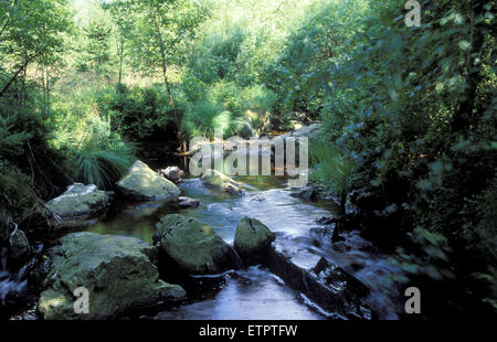 BEL, Belgien, Eastbelgium, Hautes Fagnes, Hohes Venn, dem Fluss Tros Marets in der Nähe von Hockai.  BEL, Belgien, Ostbelgien, Hohes Venn, Stockfoto