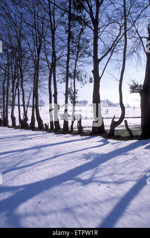 BEL, Belgien, Eastbelgium, Schnee bedeckt Felder in der Nähe von Robertville.  BEL, Belgien, Ostbelgien, Schneebedeckte Felder Bei Robertvill Stockfoto