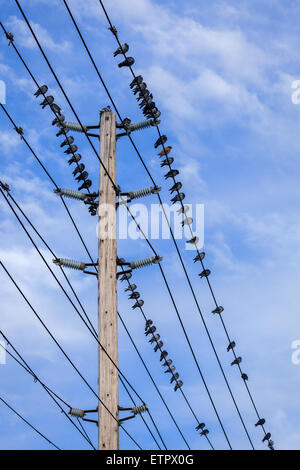 Vögel auf Stromleitungen mit einem blauen Himmelshintergrund. Stockfoto